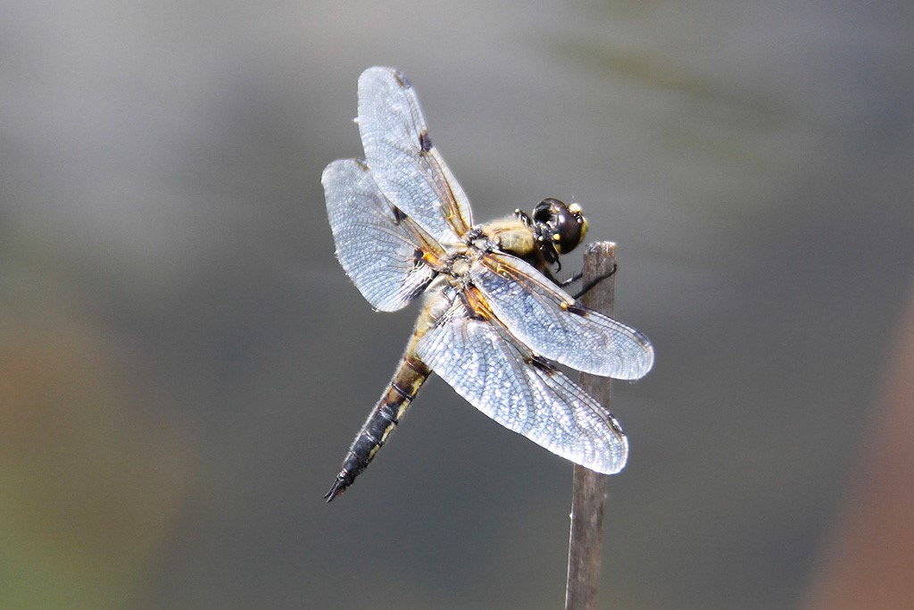 libellula a quattro punti su un ramo