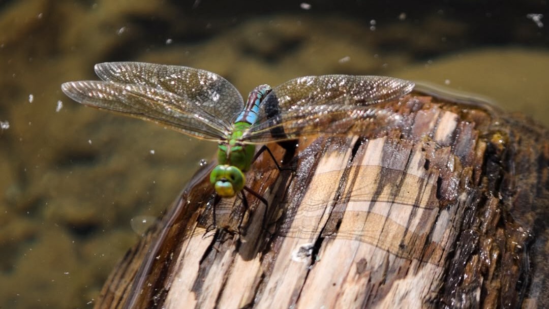 Libellula su un tronco di legno morto in riva allo stagno nel paradiso della biodiversità di Rhäzüns