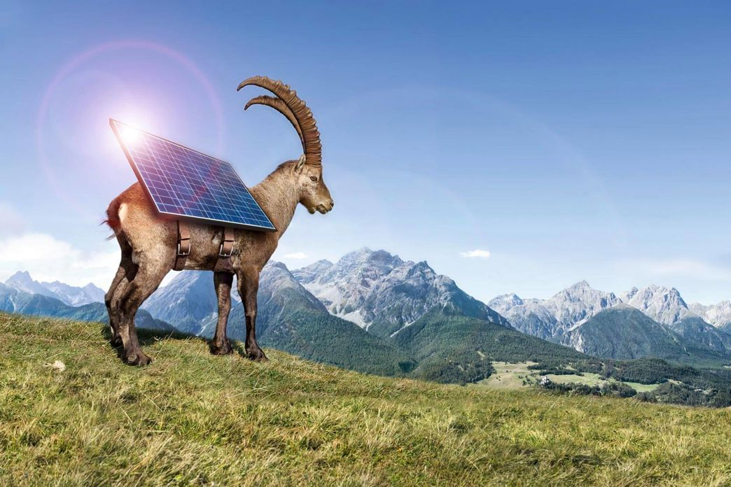 Steinbock als Werbemittel für Solaranbieter Sun at Home